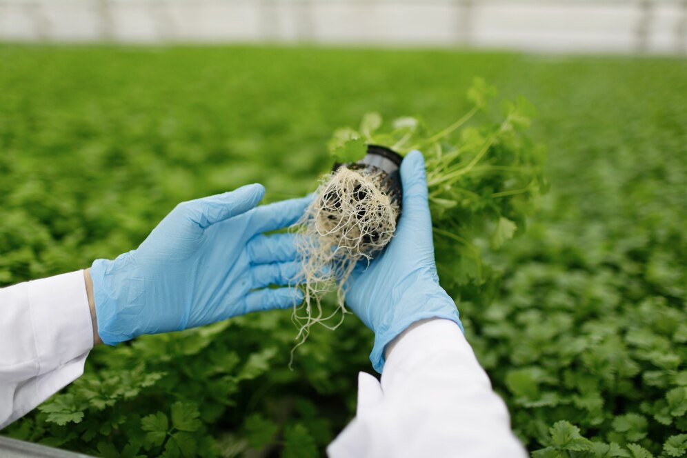 India's IISR develops new granular lime-based trichoderma bio-pesticide, fertiliser