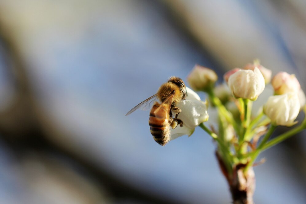 Biopolin pollination enhancer now available in Canada