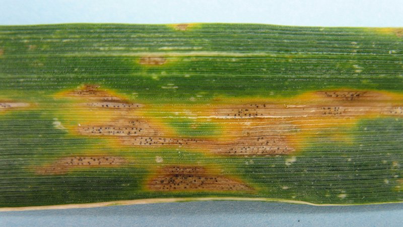 Australia's GRDC announces major investments to combat Septoria tritici blotch in wheat