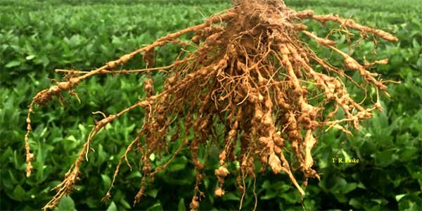 Brazil approves TEIKKO™ (PHC68949) to control nematodes in soybeans