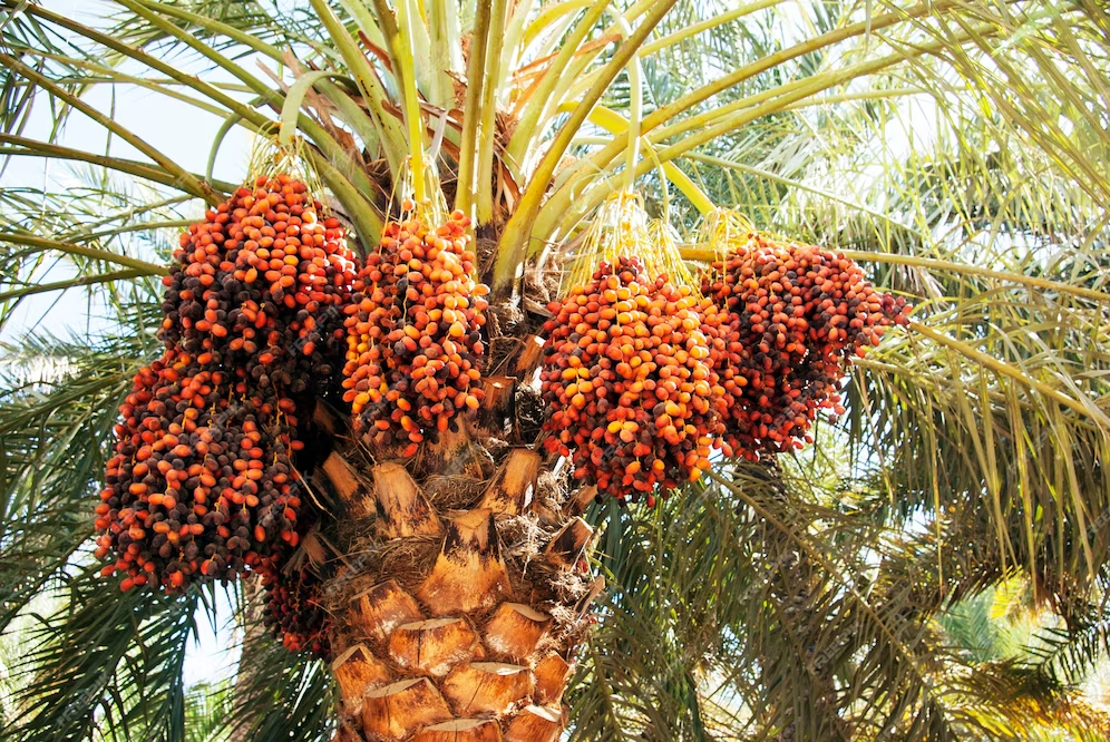 Rising demand for biodiesel might impact Malaysian crude palm oil industry
