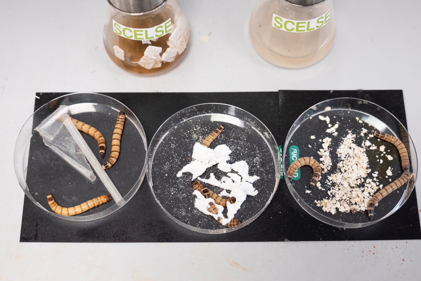 NTU Singapore scientists develop artificial ‘worm gut’ to break down plastics