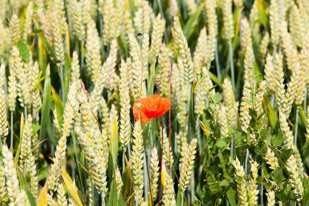 International Food Policy Research Institute (IFPRI) reveals transformative approach to Asian food security via millet supply chain expansion
