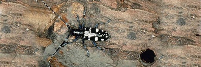 USDA APHIS makes gains removing Asian Longhorned Beetle in New York