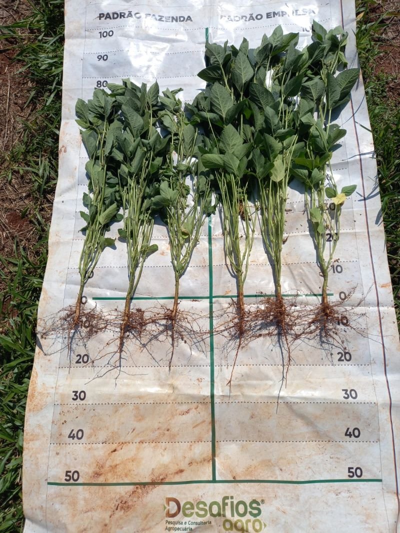 Novel eco-friendly 'plant vaccine' hits Brazil soybean market