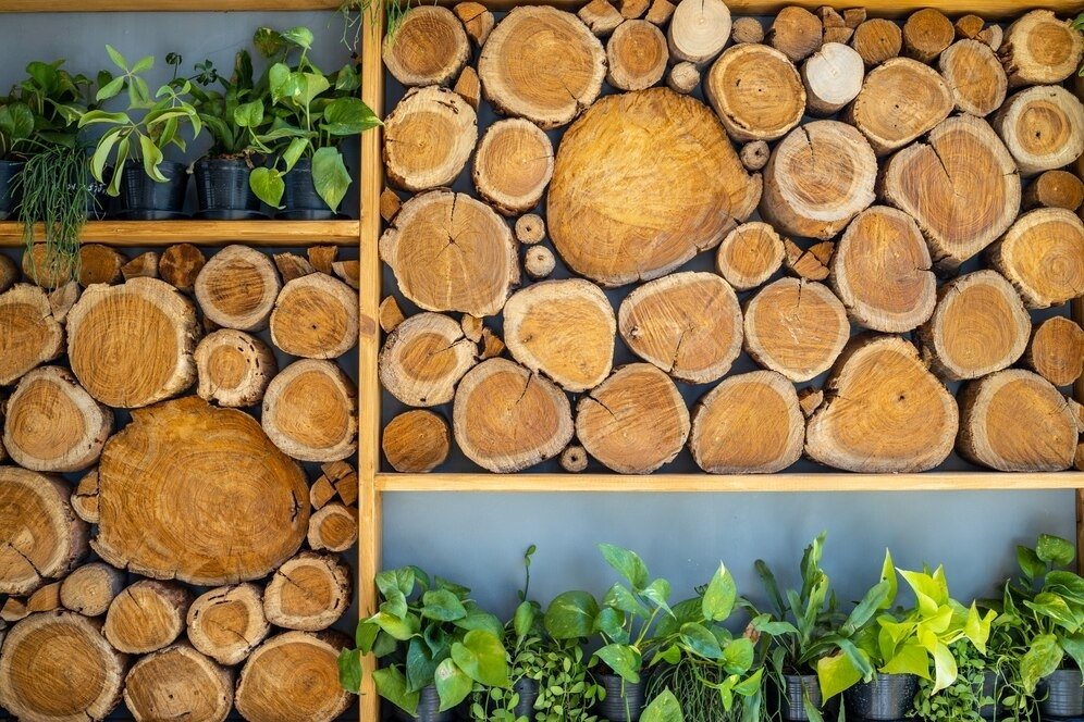 Australia to invests $73M in 12 new timber plantation projects to boost regional forestry industry