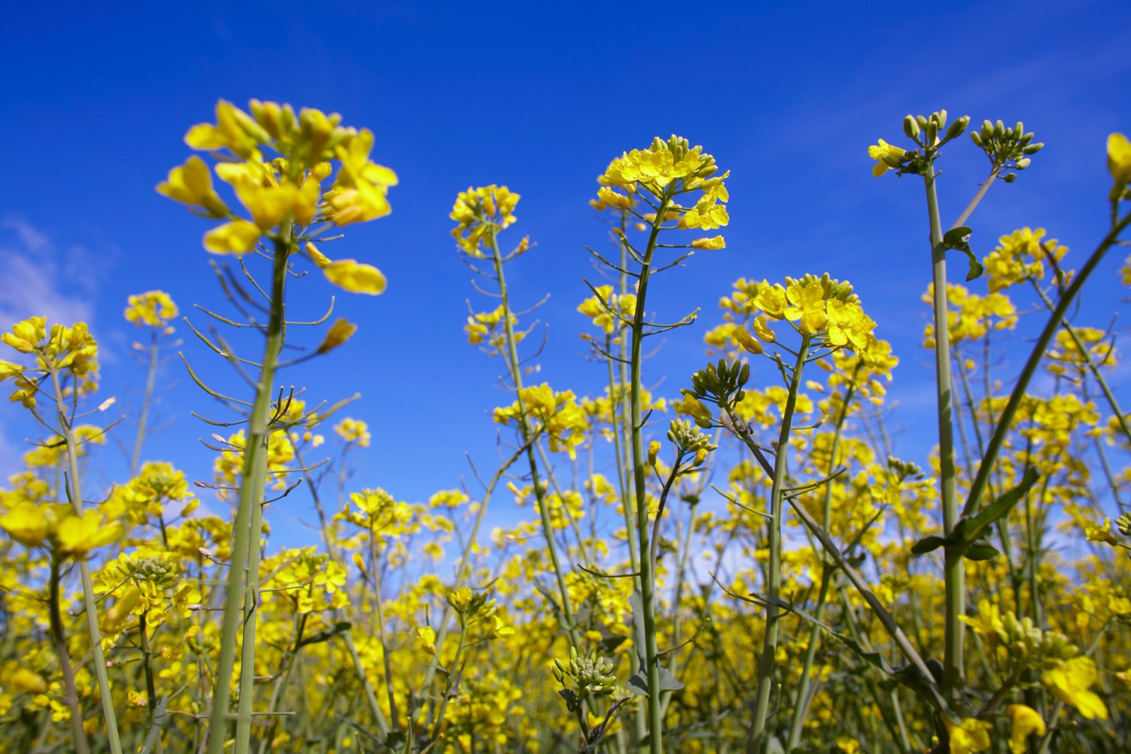Bayer to launch first Bioinsecticide for Arable Crops by 2028