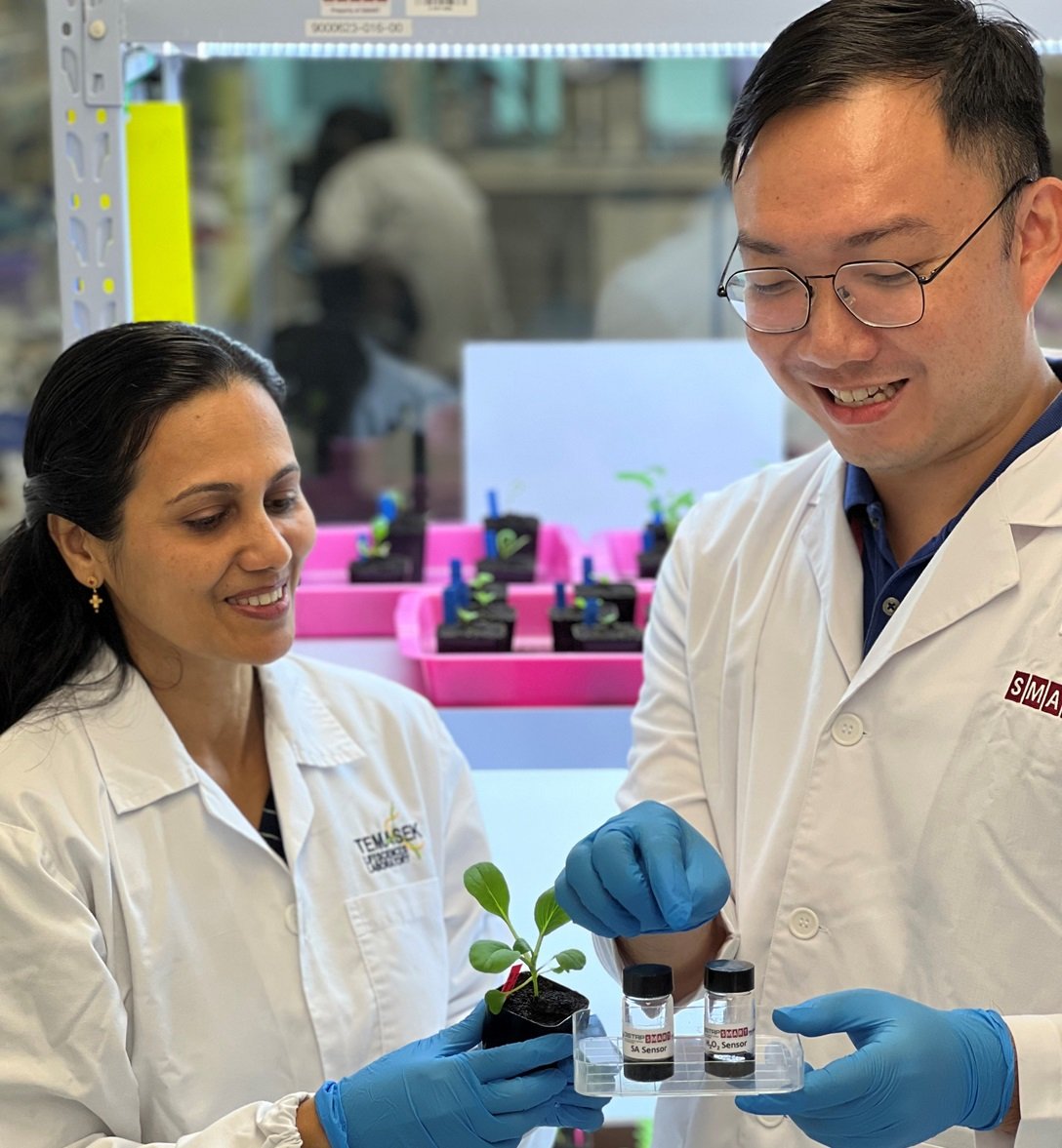 Singapore's SMART researchers pioneer sensor multiplexing for Real-Time decoding of plant stresses