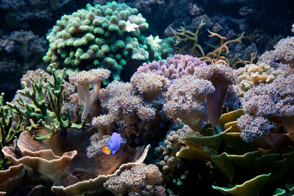 Novel eDNA method provides real-time insight into coral reef health