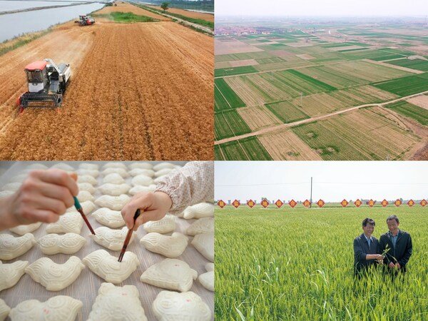 Chinese researchers transform a salt-alkali field into fertile land