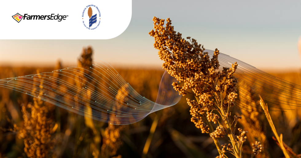 Farmers Edge and National Sorghum producers collaborate to empower growers for climate-smart commodities grant