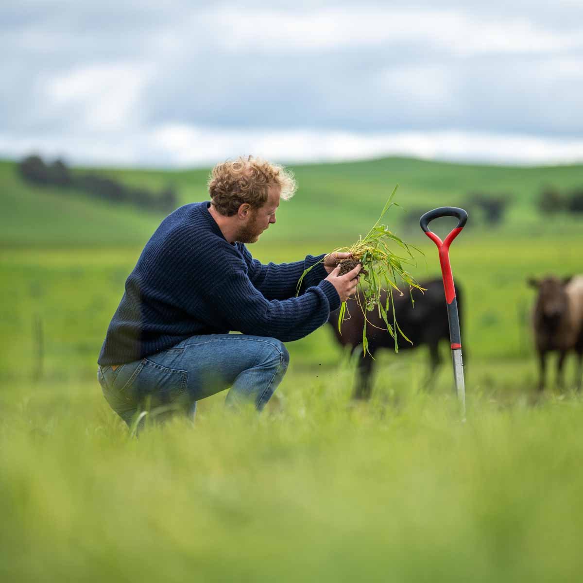 SlurryForSoil™ new formulation reduces cost and carbon footprint from Dairy