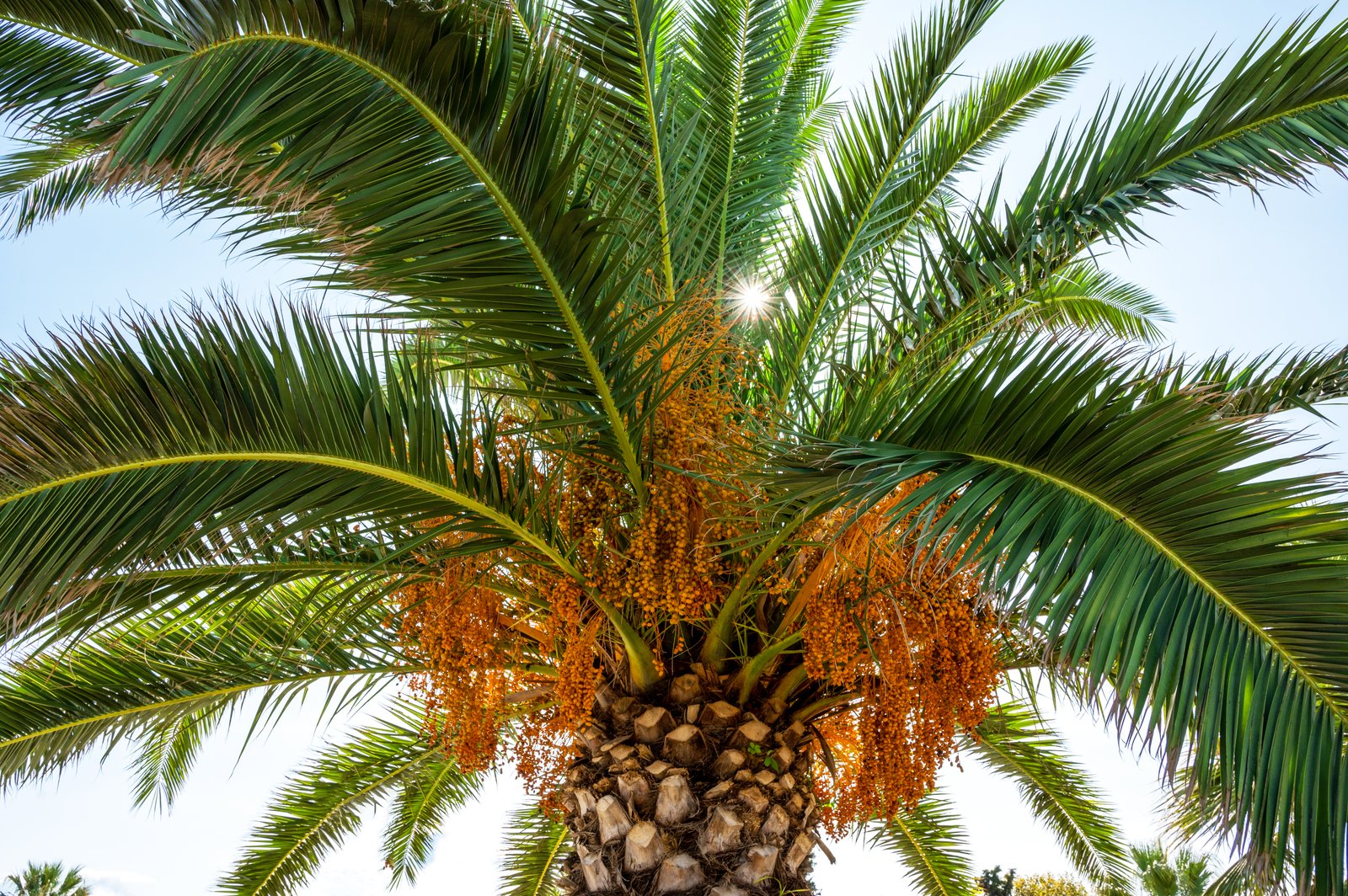 Malaysia MPOC to advance palm oil industry, supporting smallholders