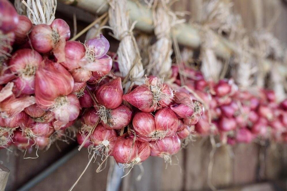 NZ onion growers gets an extra $3M for exports to the European Union