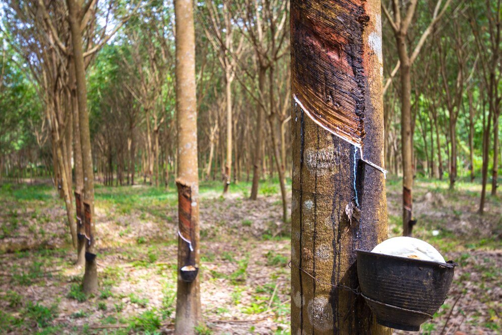 Vietnam's rubber imports rank second in India in 2024