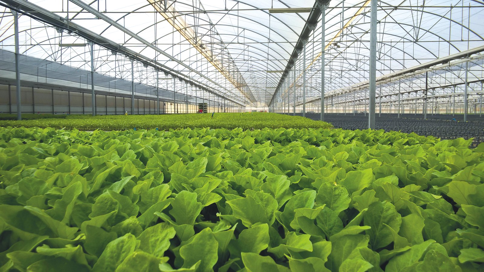 BASF launches heat and light stabilizer  to revolutionize plasticulture landscape for sustainable farming practices