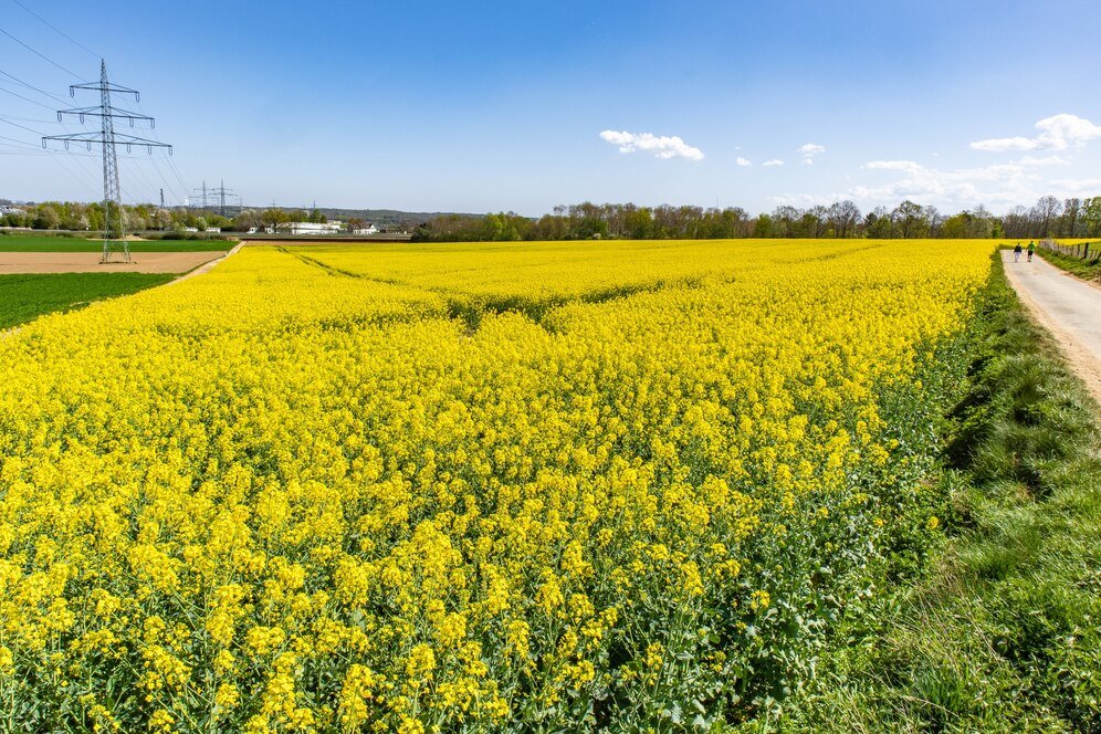 Australia invest $1 M to fuels sesame industry growth