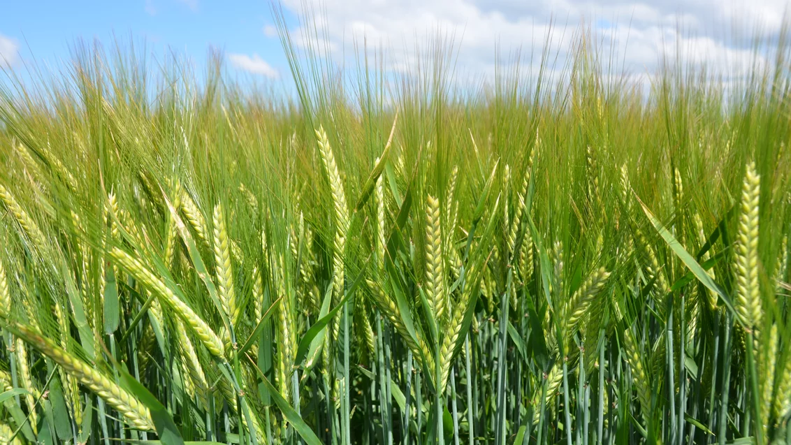 Syngenta unveils new effective fungicide to protect barley crops in New Zealand