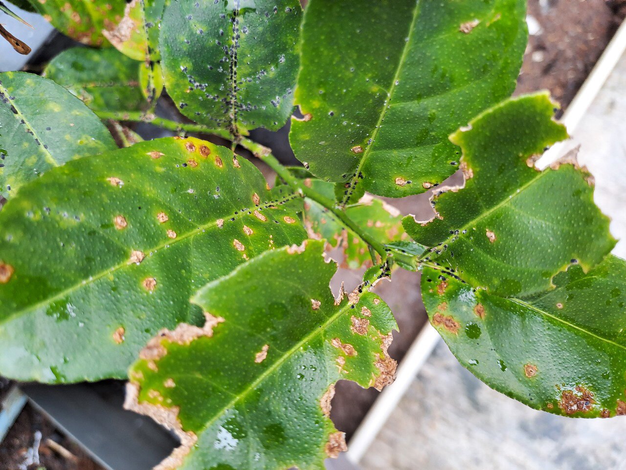 Japan's breakthrough discovery of an plant enzyme could lead to anti-bacterial pesticides