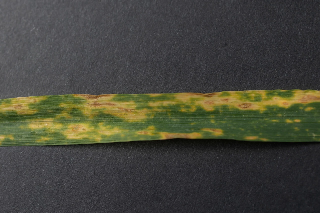 Novel biological fungicide partnership peps up disease control efforts