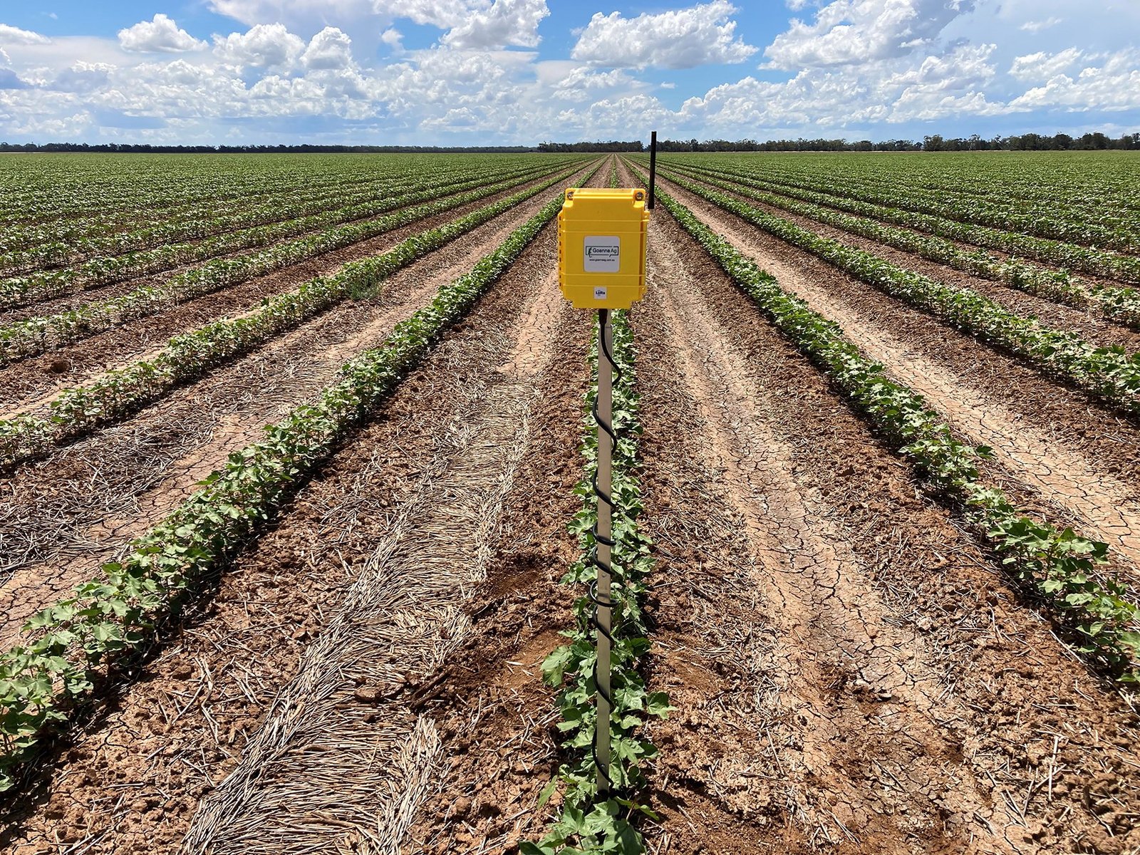 Cargill and Goanna Ag pilot Precision irrigation project to enhance cotton yield