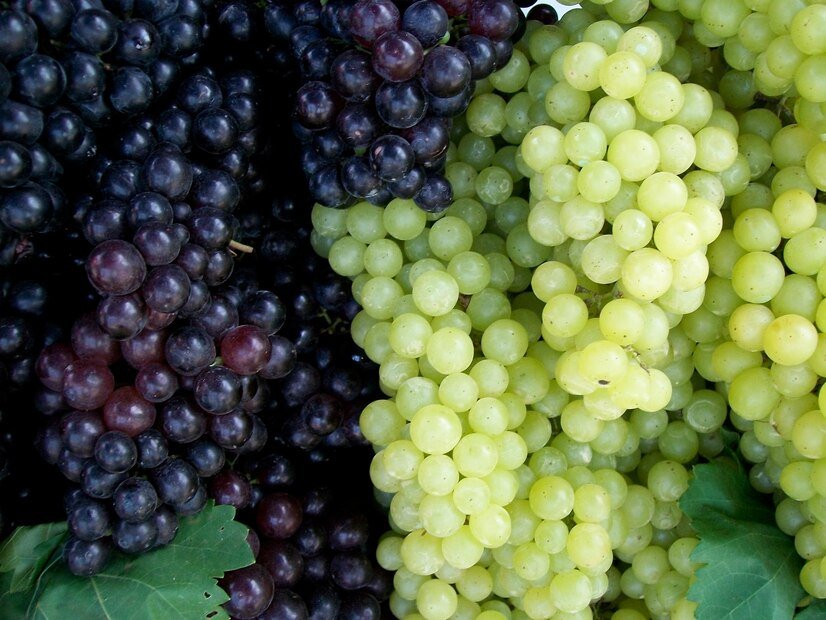 Australia approves Corteva's novel fungicides to curtail powdery mildew in grapevines