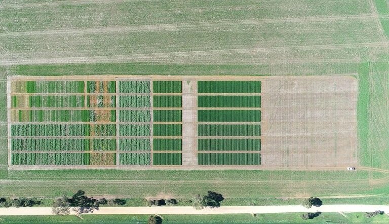ADAMA and Elemental Enzymes partners to launch Innovative Bio-Fungicide to the Australian market