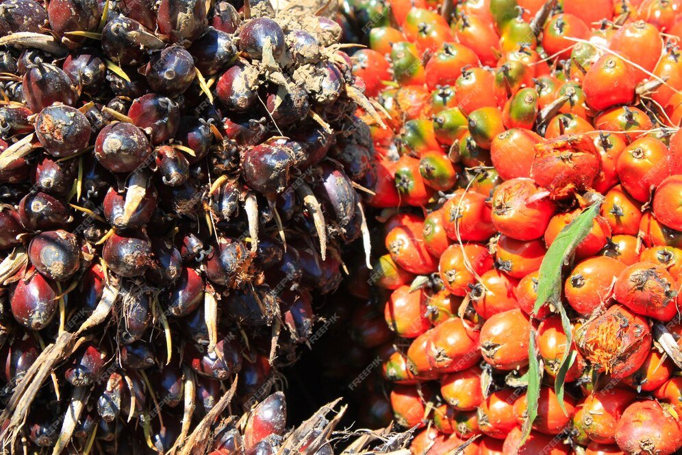 Interactive Brokers expands its global Crude Palm Oil market access with Bursa Malaysia