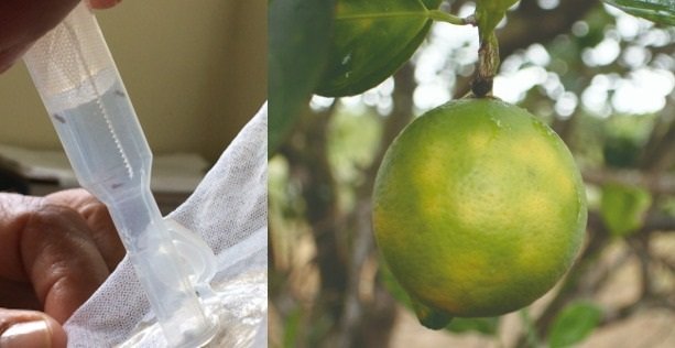 Scientists develop sustainable insecticide using nanotechnology
