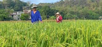 Philippines aims for higher rice production under the MaSaGaNa Rice Industry Development Program