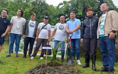 Philippine Coconut Authority (PCA) targets to plant 300,000 coconut seedlings in 2024