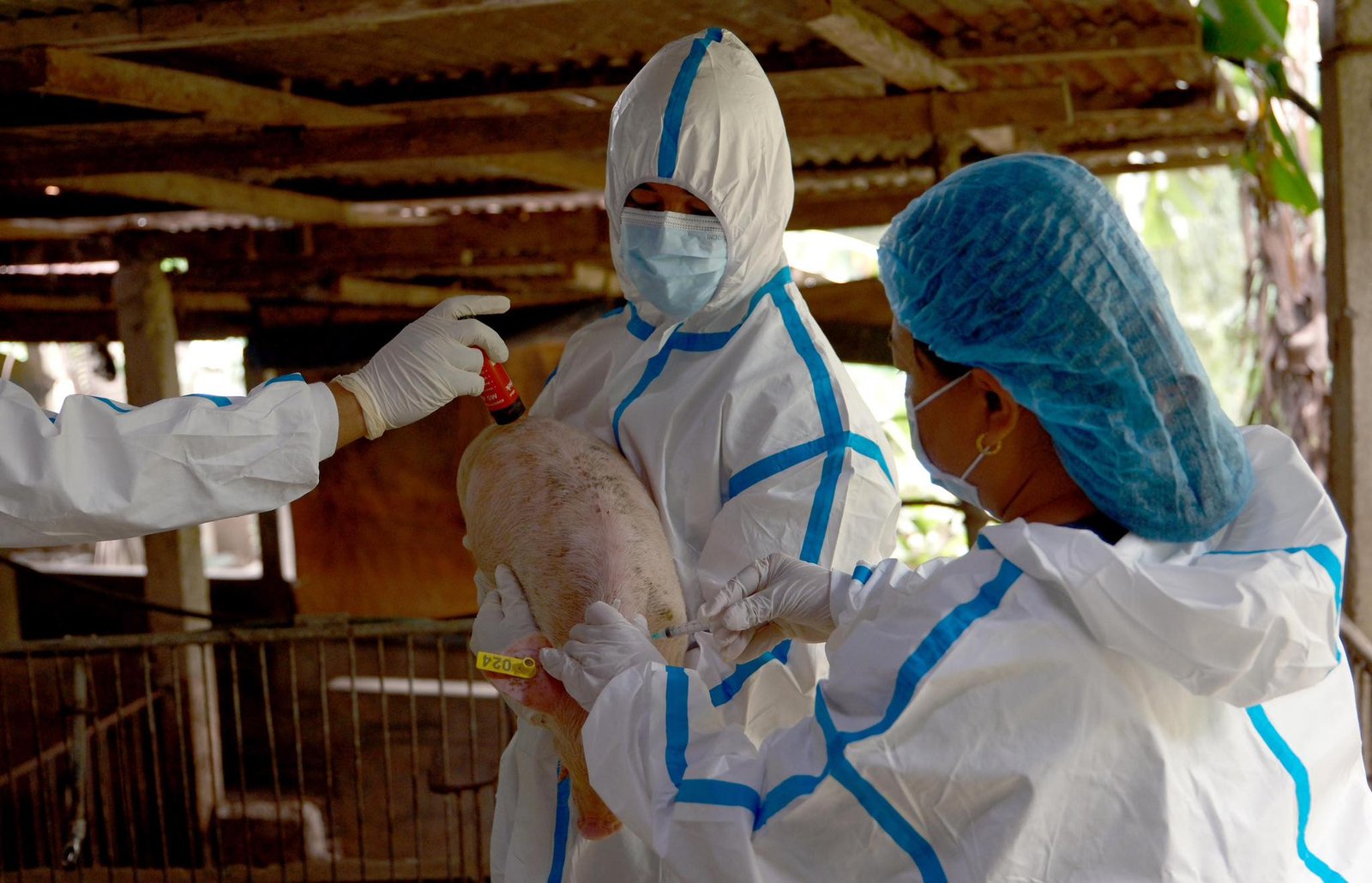 Philippines DA, BAI initiate controlled vaccine administration to combat African Swine Fever spread