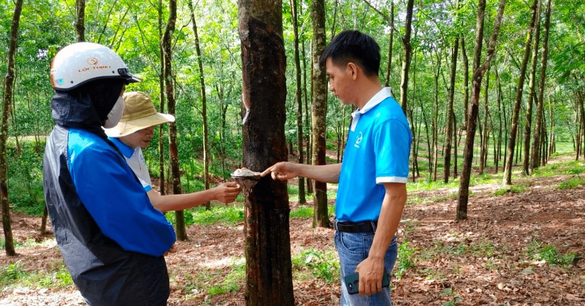 Vietnam Rubber Company Huy Anh Rubber Co., Ltd. strengthens its EU market presence with sustainable rubber production