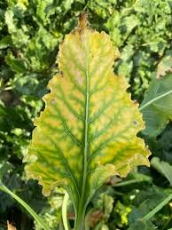 LiveGrow Bio and Südzucker to combat SBR disease in Sugar Beets with Advanced Microbial Formulation Technology