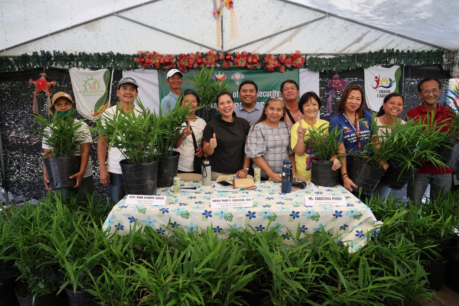 Philippines DA-HVCDP enhances ginger yield in QC urban farms