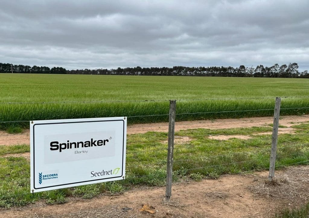 Australia launches new malt-potential conventional barley variety, Spinnaker