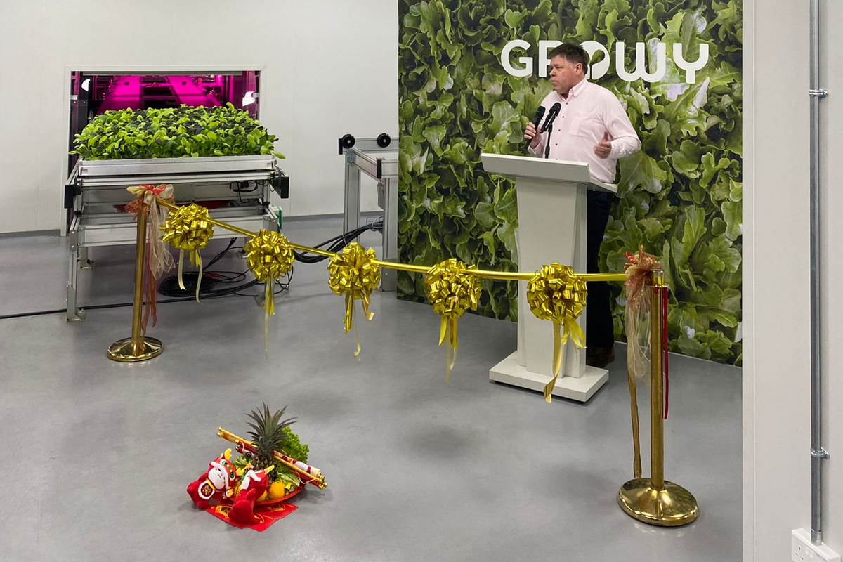 Dutch indoor farming company Growy has opened its new vertical farm in Singapore