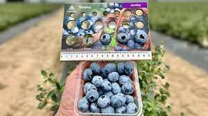 Agrovision secures $400 Million Credit Facility to drive Global Expansion