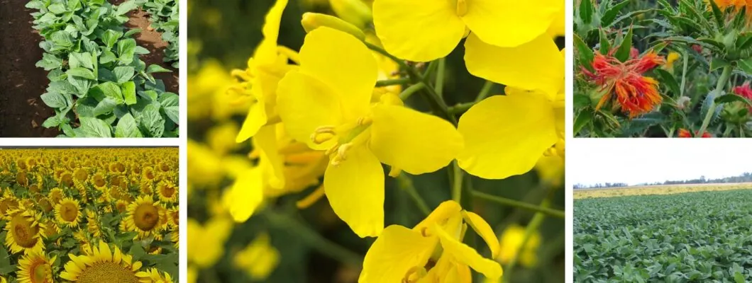Grains Australia establishes Oilseed Council prioritizing oilseed trade and market access