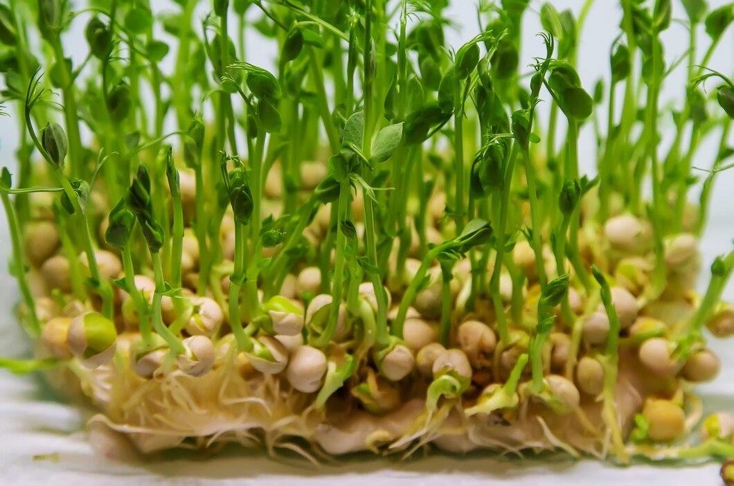 Chickpea Heat tolerance traits identified by Australian Researchers