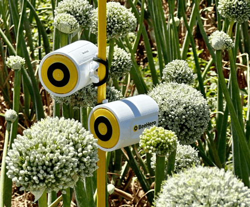 Hazera and BeeHero to evaluate precise pollination strategies in global seed production
