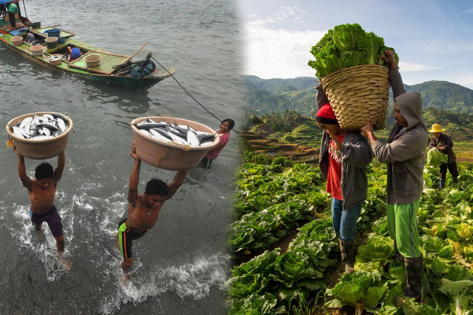 Philippines launches Agricultural and Fisheries Logistics Office to boost food security