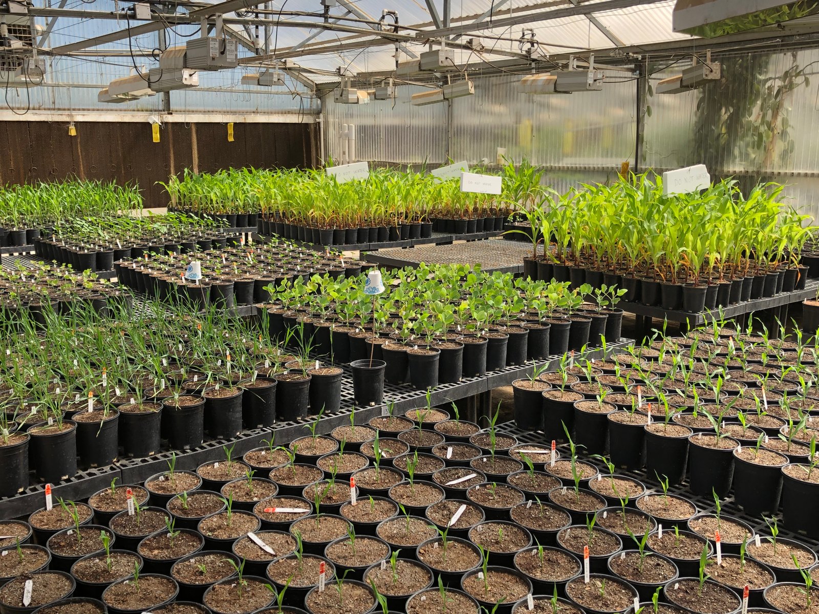 H&T and BioConsortia to reduce synthetic nitrogen use in New Zealand