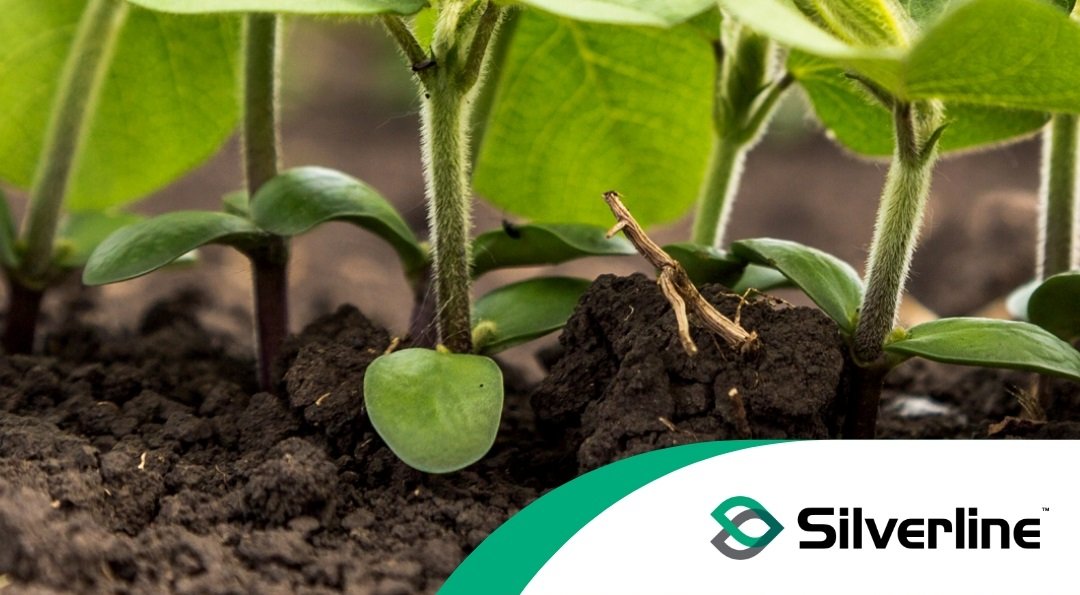 Syngenta Seeds moves to a new model for distribution of NK® traited soybeans