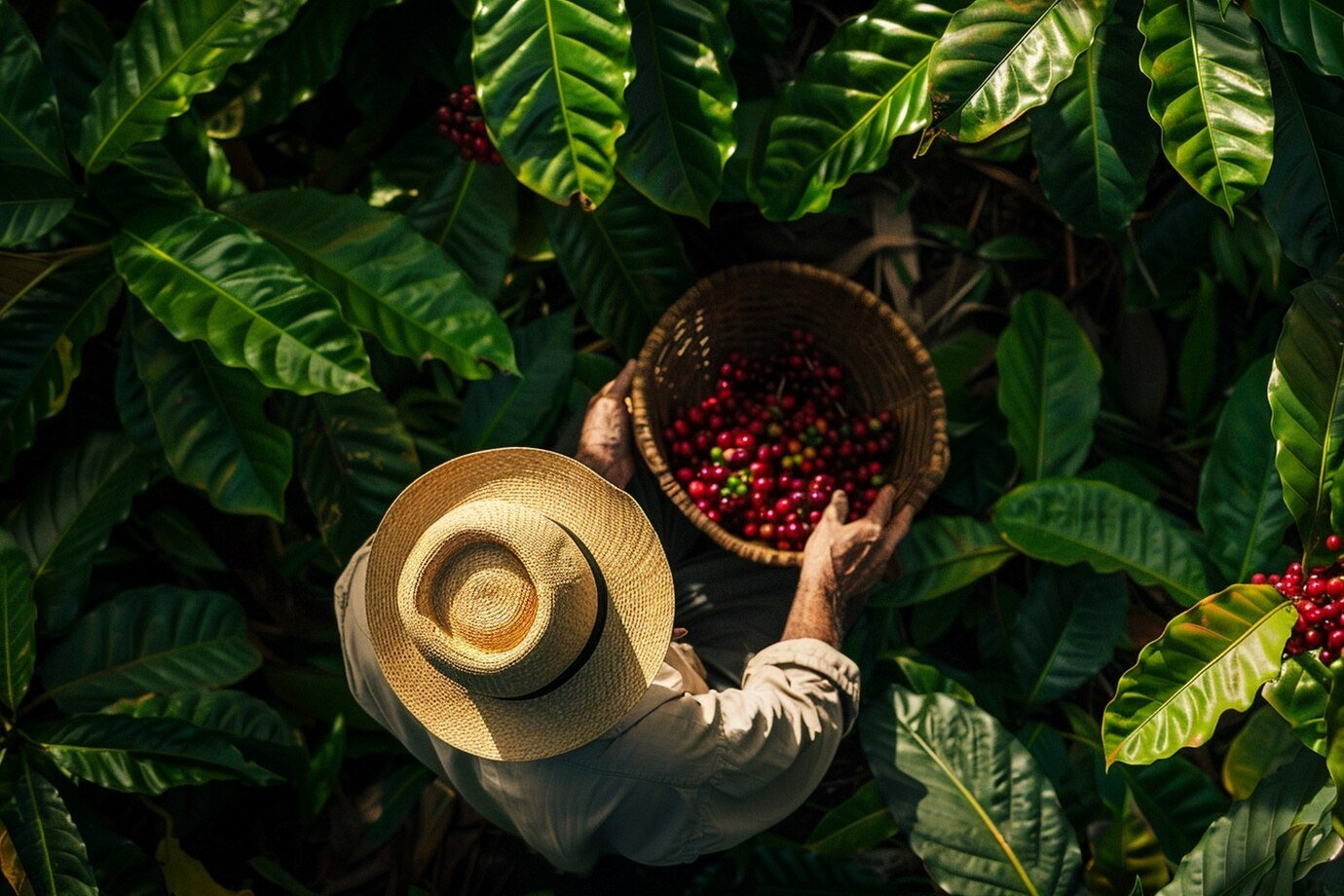 Coffee market: Climate and global scenario increase uncertainties for 25/26 harvest 