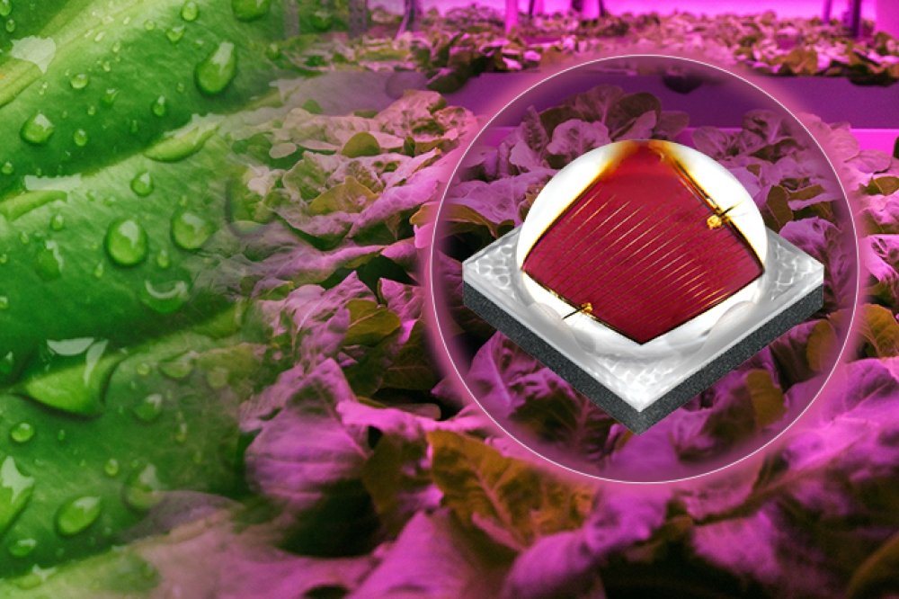 Cree LED launches XLamp XP-L Photo Red S Line LEDs in the horticulture market