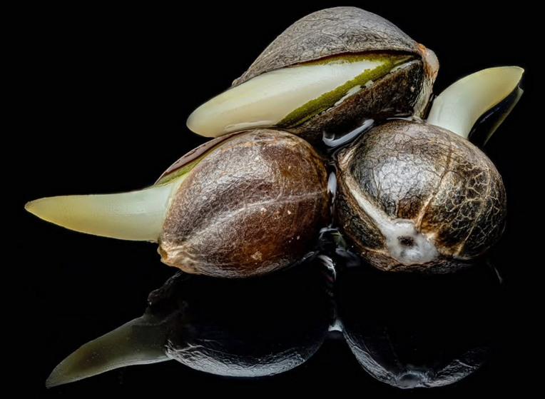 New Zealand's Puro partners with Trilogene for revolutionary Triploid Genetics in UK's Marlborough