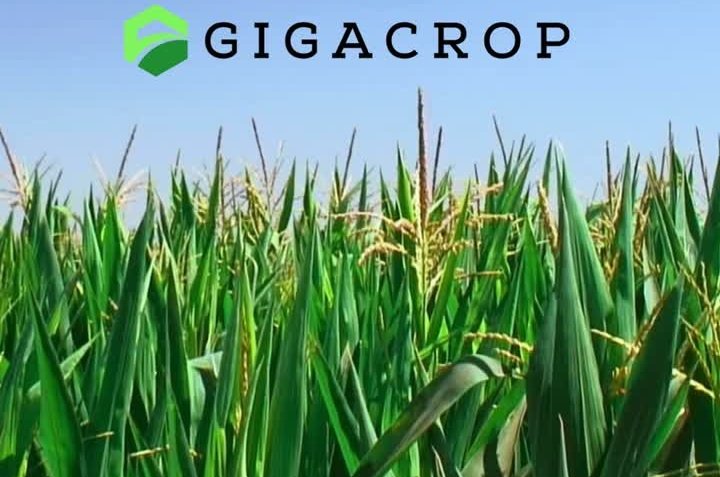 GigaCrop to advance Photosynthesis to enhance crop productivity