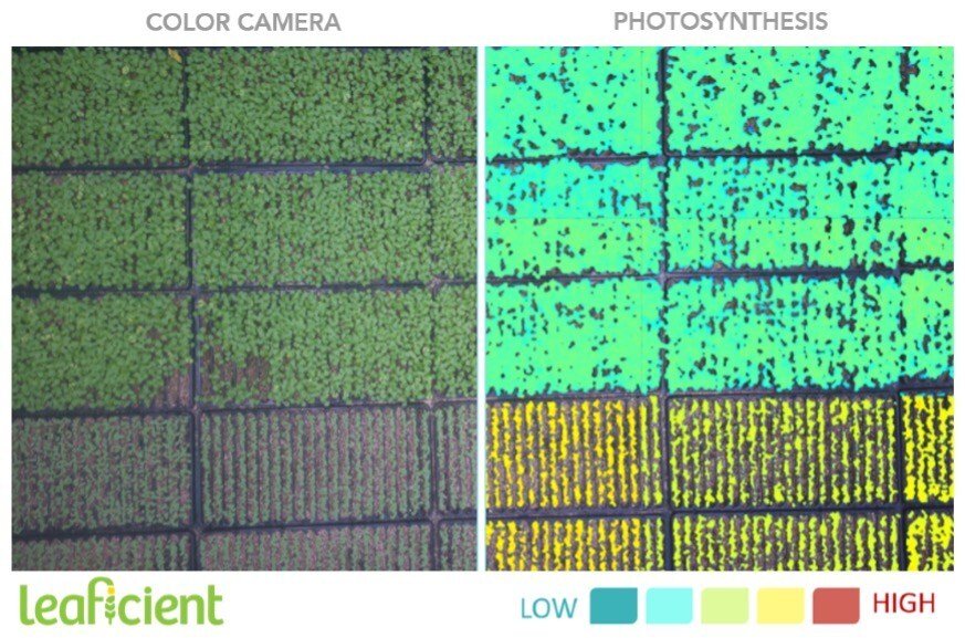 Sollum and Leaficient partner to develop the first plant-adaptive dynamic lighting system