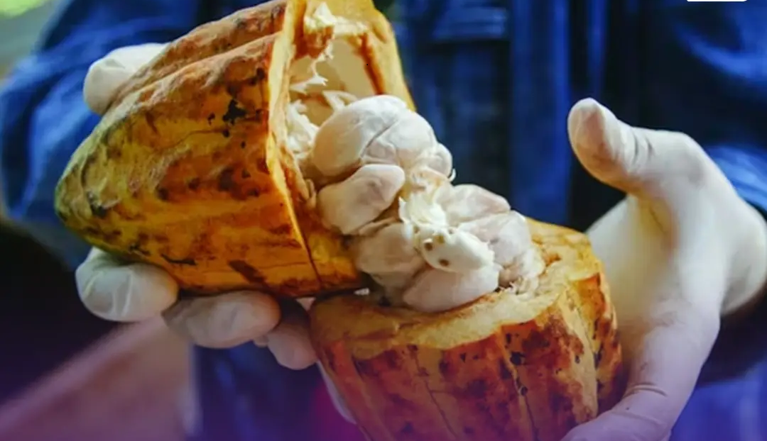 Thailand aims to boost its cocoa exports to the Chinese market